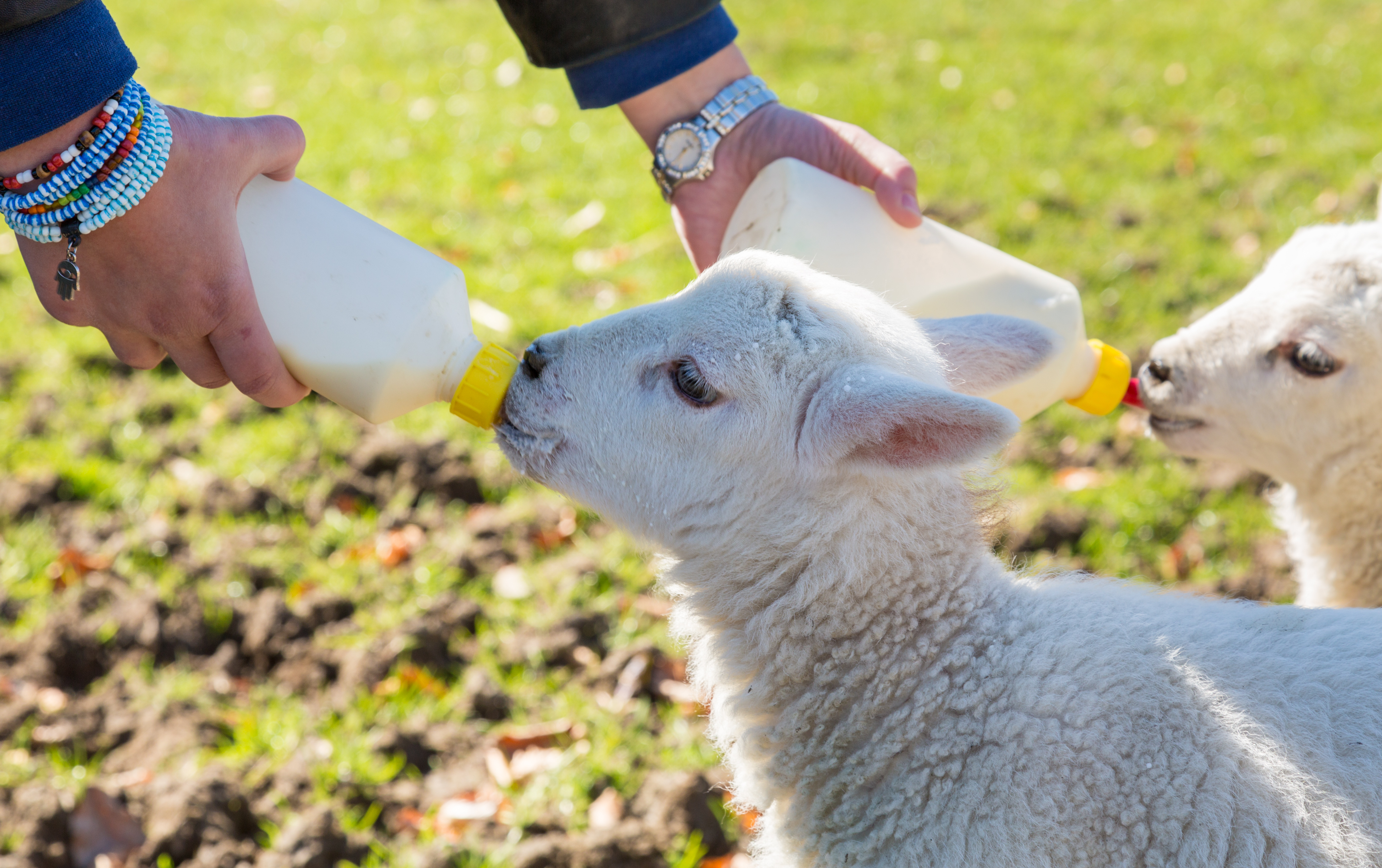 Feeding young lambs with milk replacer